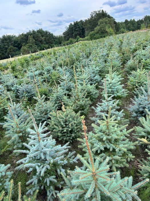 Świerk kaibab , klujacy , srebrny, plantacja