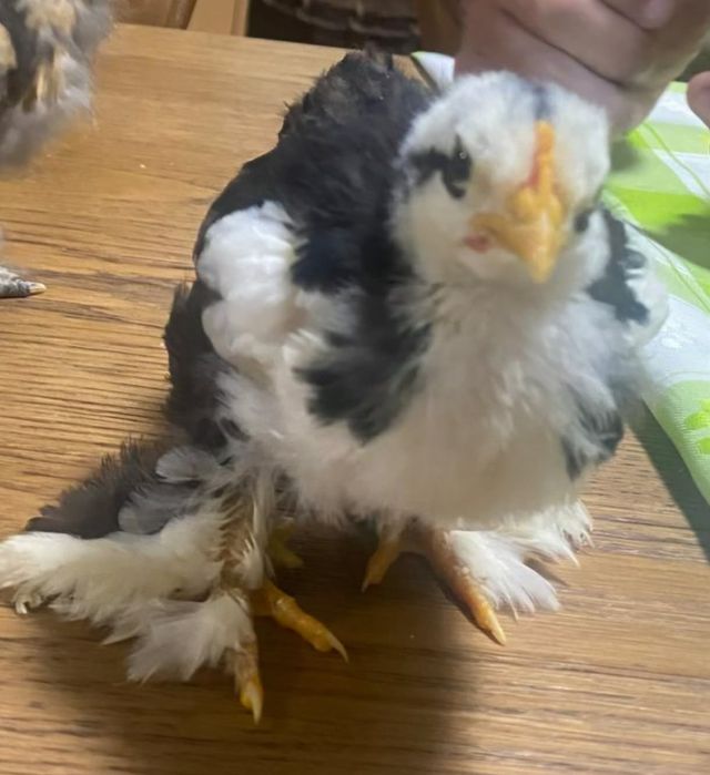 Pintos pekins com 2 semanas