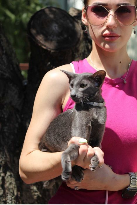 Орієнтальна кішка, блакитна пантера