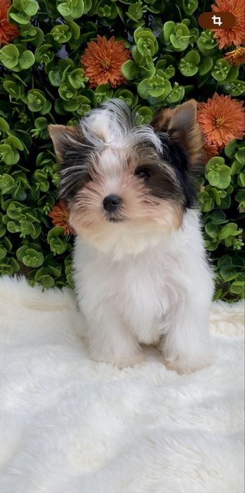 Бівер, Бівер йорк