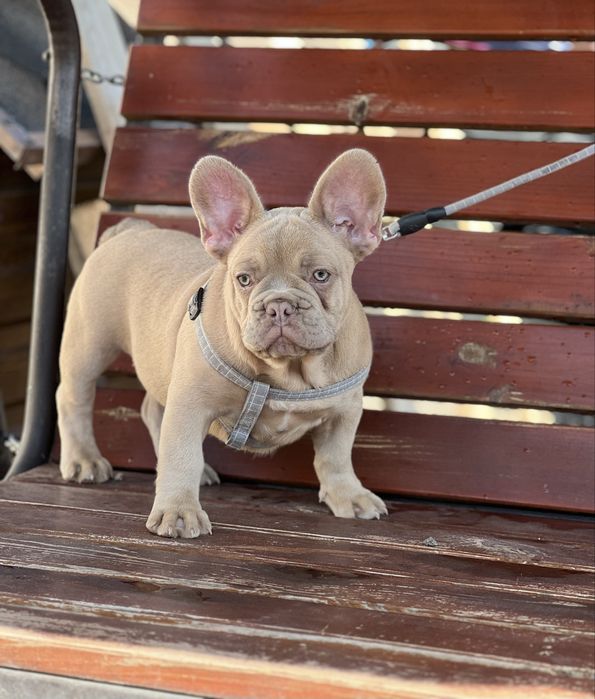 Французский бульдог