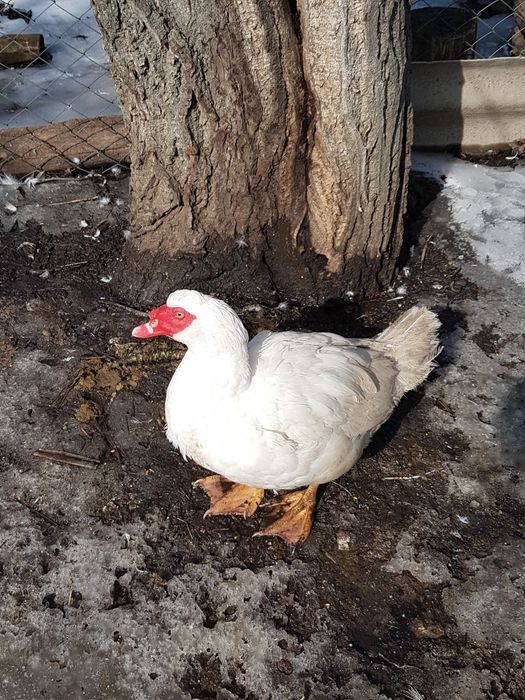 Племенной селезень мускусной утки (индоутки)