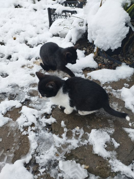 Młode kotki szukają domu