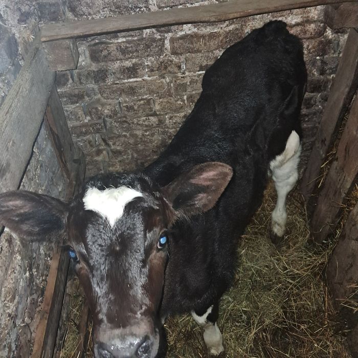 Продам теличку від молочної  корови на тримання