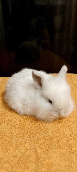 Króliczki miniaturki