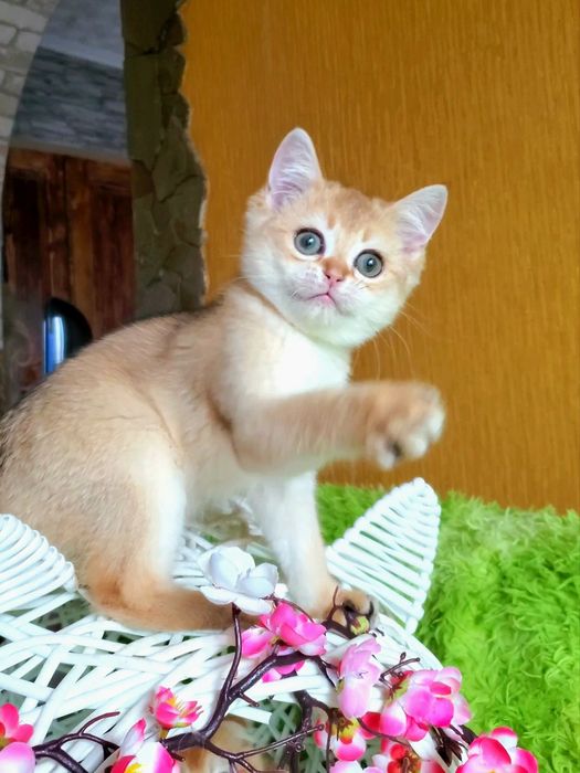 Ласковые котята. Золотая шиншилла,  тикированные.