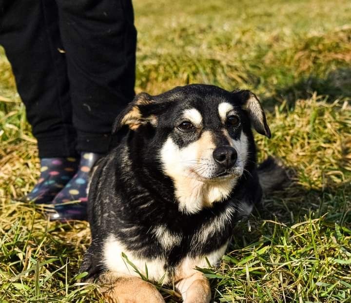 W schronisku jest od 2017 roku... Kiedy znajdziemy jej Dom?