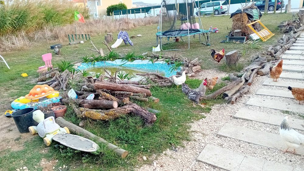 Galinhas e galos raça