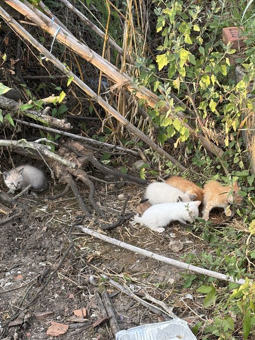Dou gatos pequenos