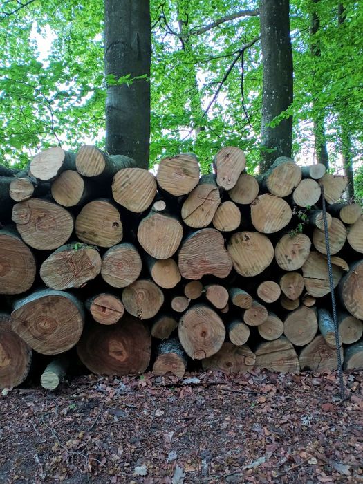 Drzewo opałowe bukowe 230 zł za metr