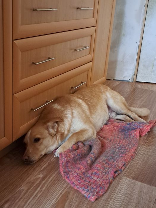 Собака в хорошие руки(бездомная)