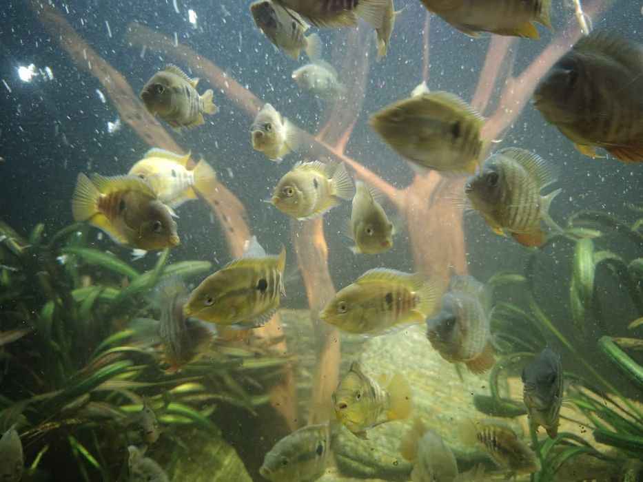 Sprzedam pielegnica miodowa