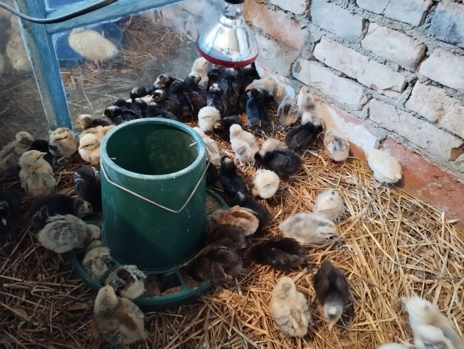 Курчата несушки добові