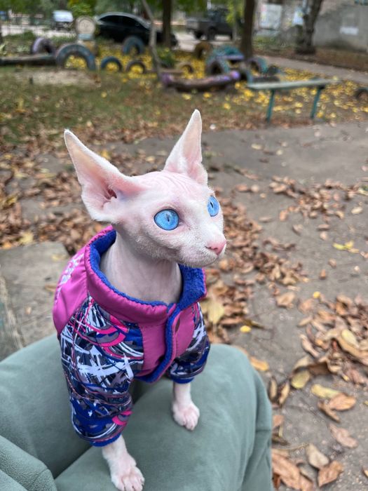 Ищем кота сфинкса для вязки