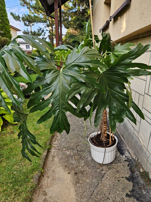Filodendron podwójnie pierzasty