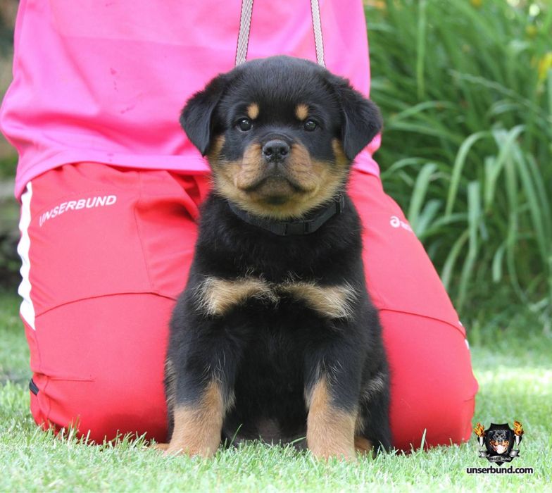 Елітні цуценята ротвейлера від розплідника Unserbund