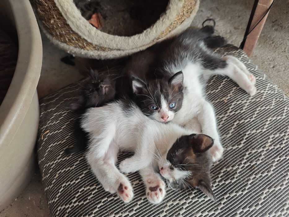 Gatinhos para dar