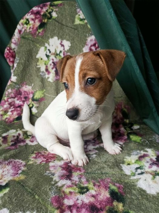 Wzorcowy Jack Russell terrier JRT Jack Raseldoskonała budowa rodzice FCI