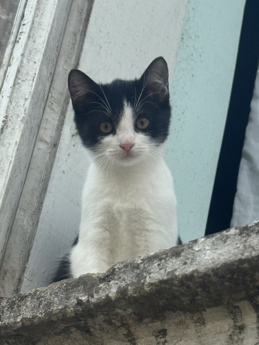 Котик дуже чекає на свій дім