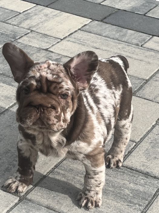 Buldog francuski-big rope