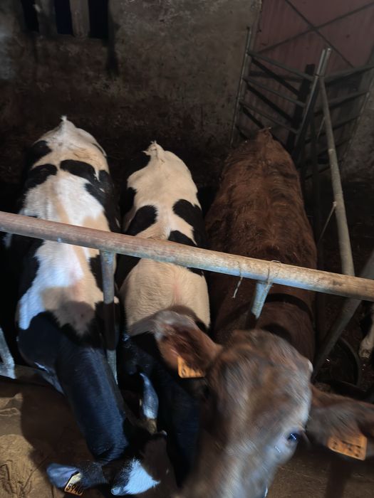 Vitelos frisios com 6 meses