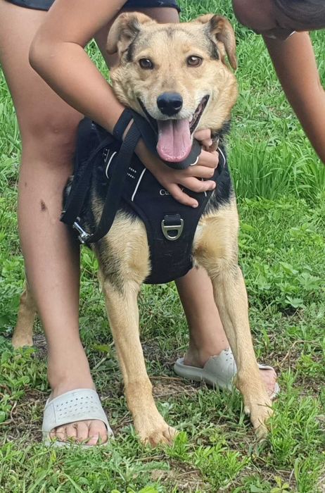 Jacky- wierny przyjaciel na dobre i na złe