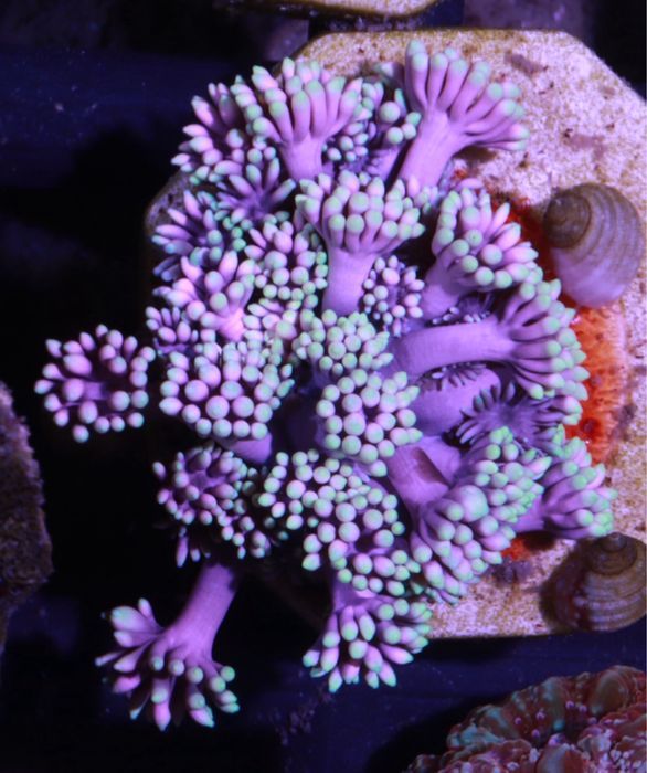 Goniopora Silver Inferno WYSYŁKA FLUOLAMPS.PL