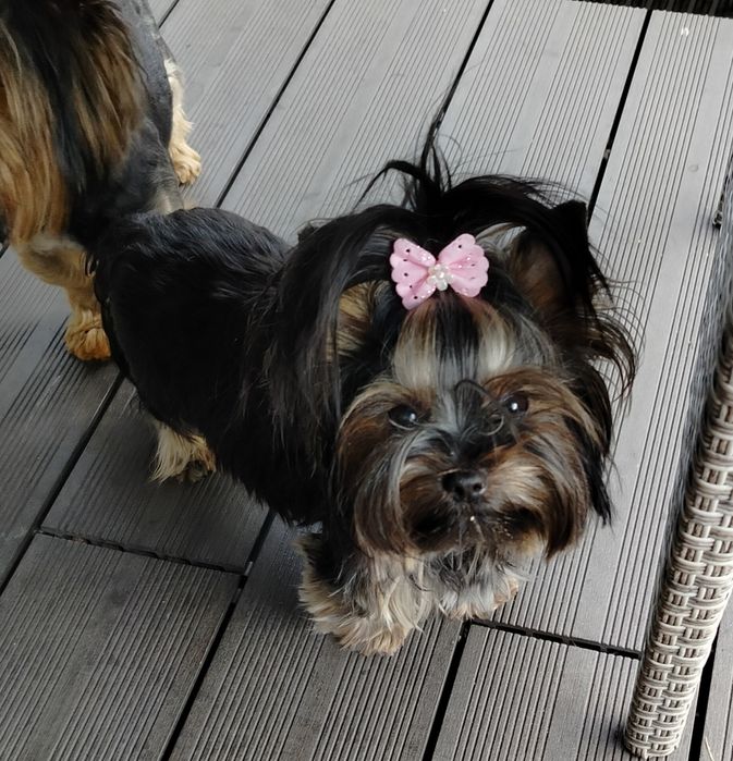 Suczka  York Yorkshire terrier