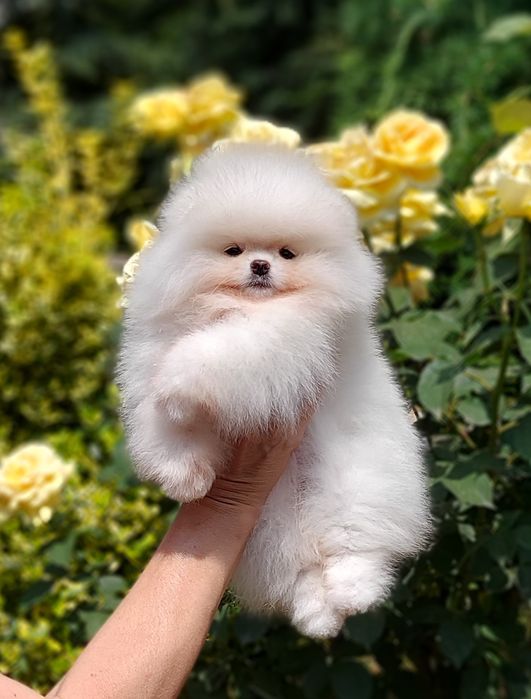 Щенки шпица девочки белые и крем