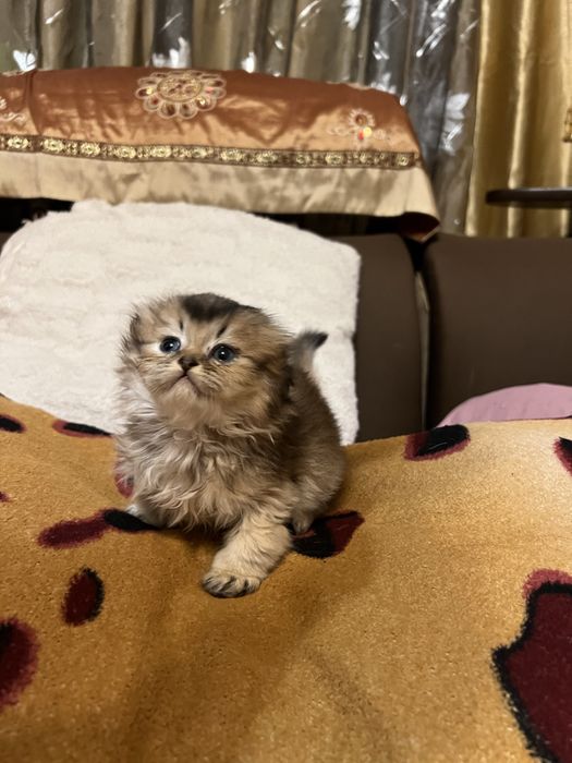 Шотландские котята