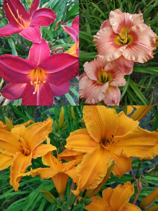 Liliowce wielkokwiatowe.