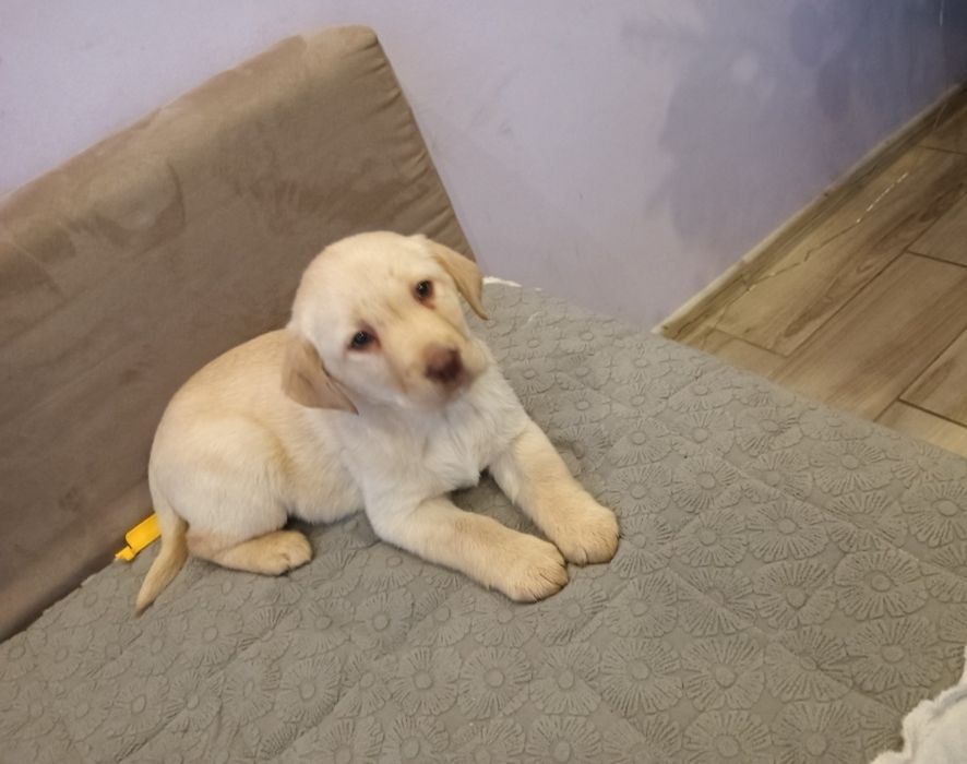 Labrador Retriever Z Rodowodem