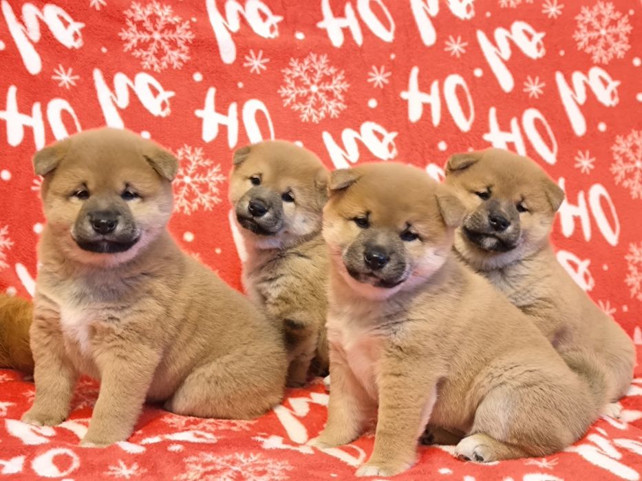 Shiba Inu śliczne pieski i suczki ZKwP/ FCI