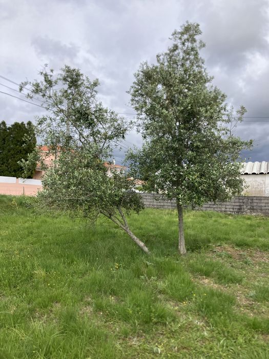 Oliveiras para jardim ou replantar.