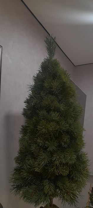 В'язана сосна  до 150см . 1 метр 400 грн