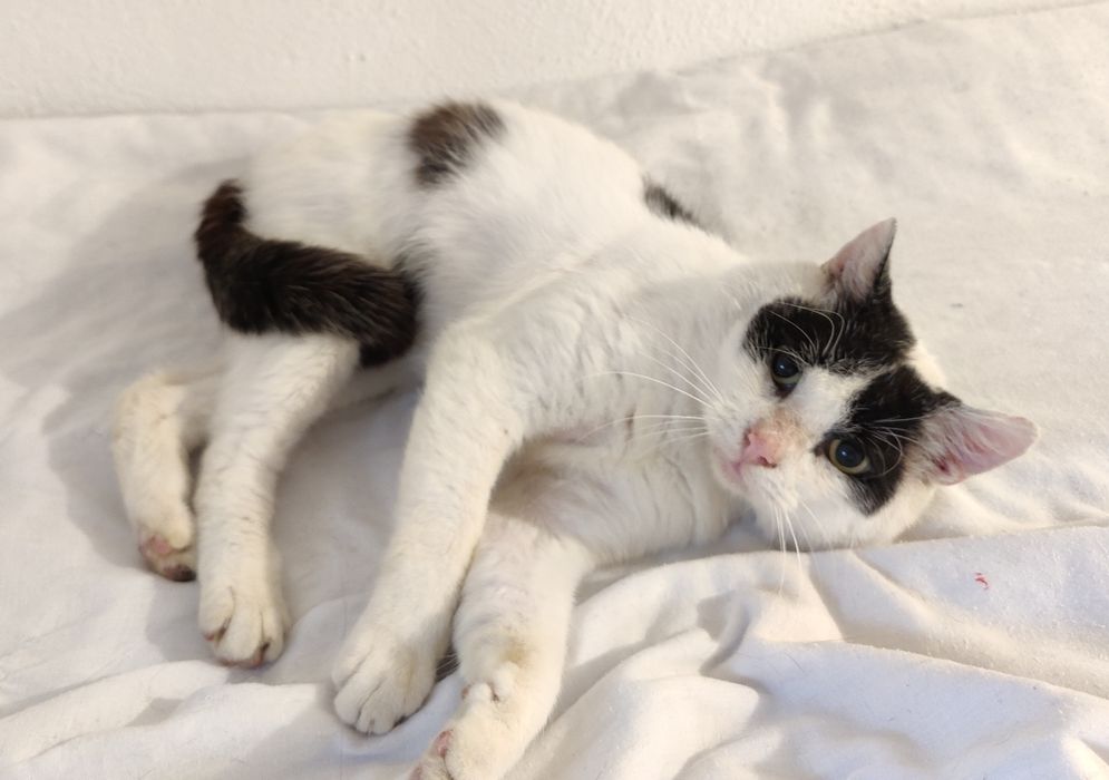 Adoptuj Łatka - Jego oczy po raz pierwszy od dawna patrzą z nadzieja