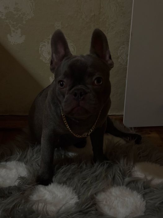 Срочно продам французкого бульдога