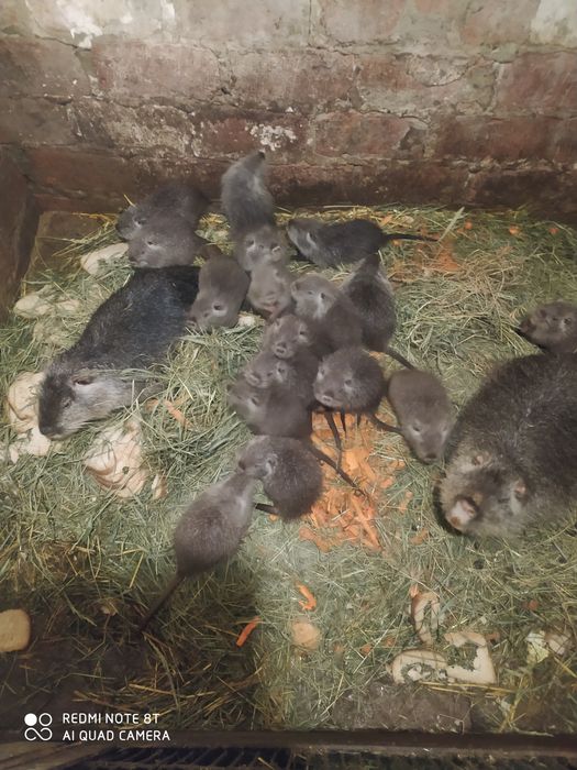 Нутрии на содержание