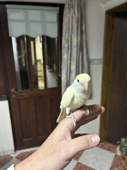 Agapornis rosicollis domesticados