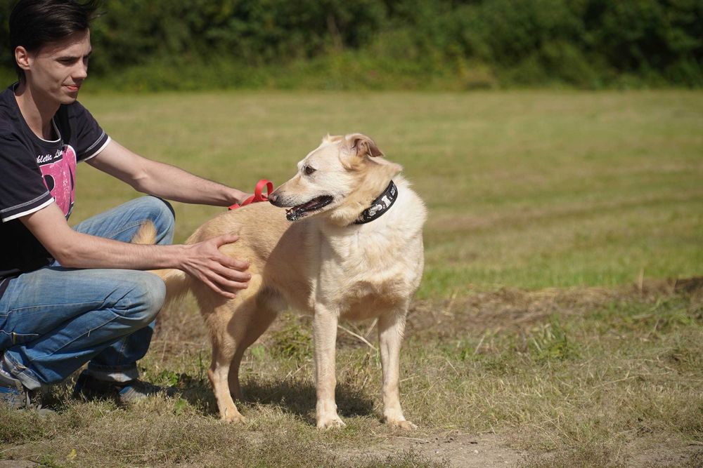 Odyn - super pies w typie labrador