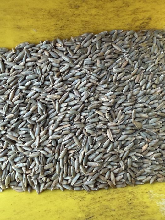 Sprzedam żyto ekologiczne