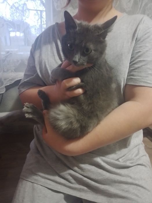 Срочно. Відам в хороші руки кішечок