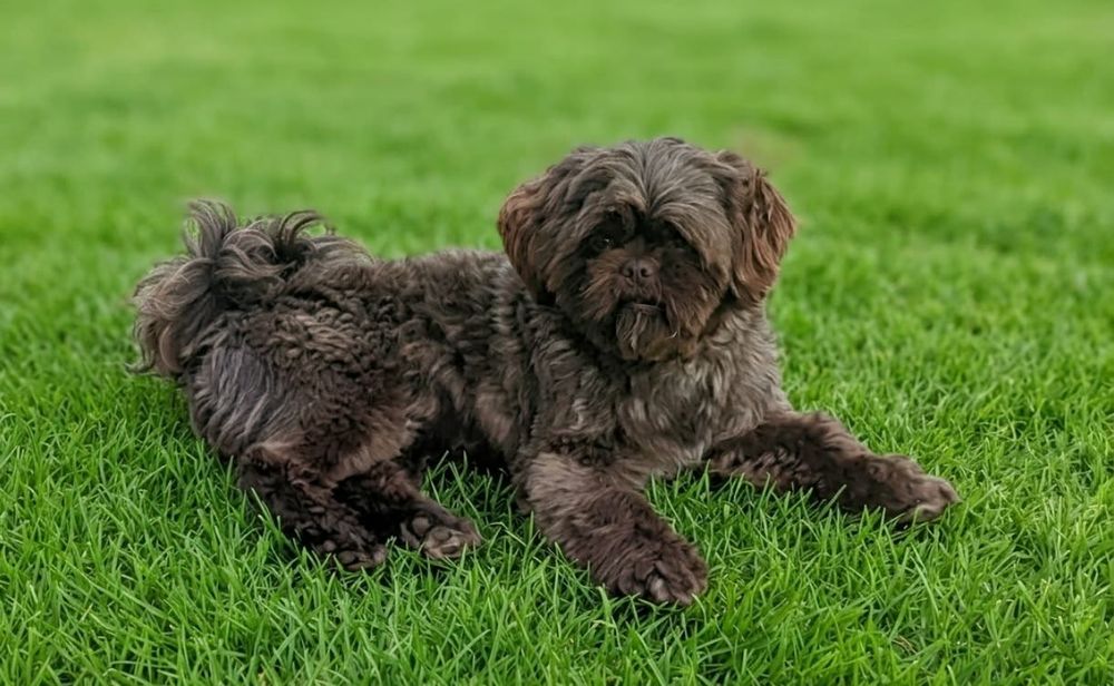 Shihtzu czarny  piesek