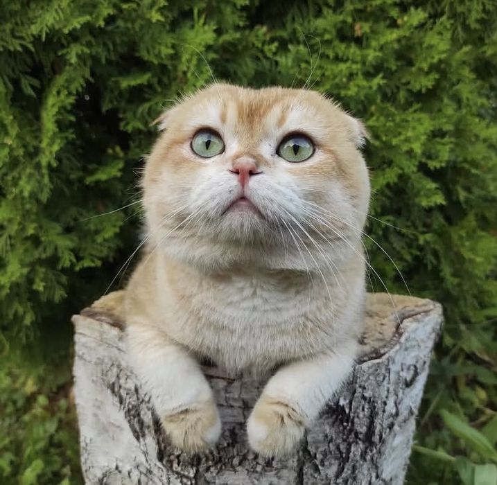 Клубный кот Вязка шотландская золотая шиншилла NY 12 Scottish fold