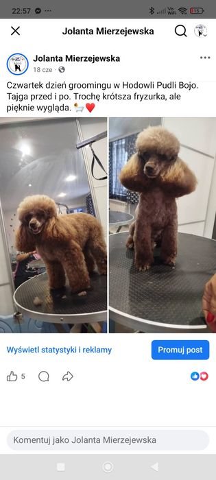 Pudel toy/miniatura brązowy piesek