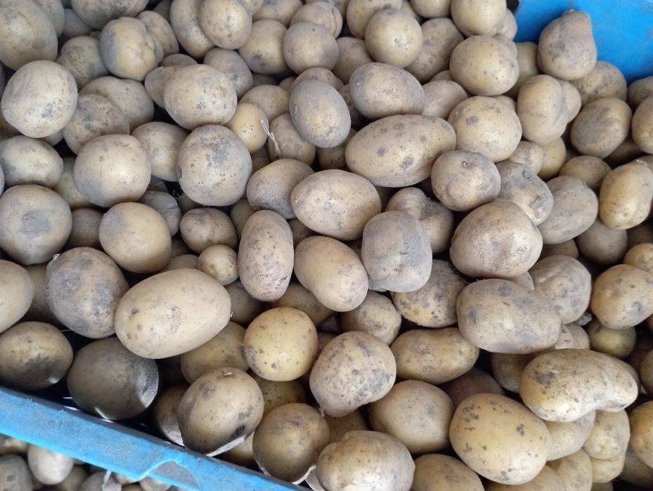 Ziemniaki jadalne i pozostałe