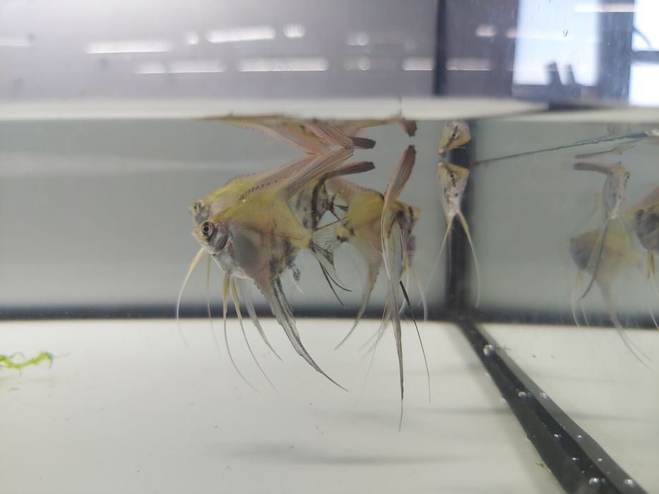 Sprzedam skalara skalary