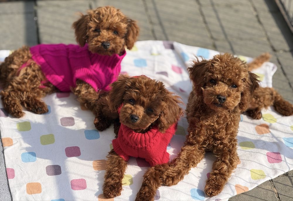 Pudel toy piesek 5 miesiecy