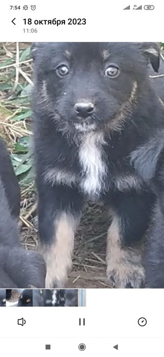 Отдам даром в хорошие руки щенков