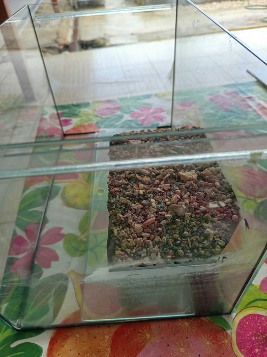 aquário para tartaruga